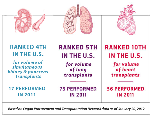 the procedure of the live organ donation transplantation What to expect as a living donor there are several phases in the donation process at the johns hopkins comprehensive transplant center, organ donors are given. the procedure of the live organ donation transplantation What to expect as a living donor there are several phases in the donation process at the johns hopkins comprehensive transplant center, organ donors are given.