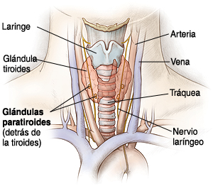 Ilustración de la glándula tiroides y su ubicación