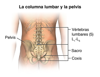La columna lumbar y la pelvis