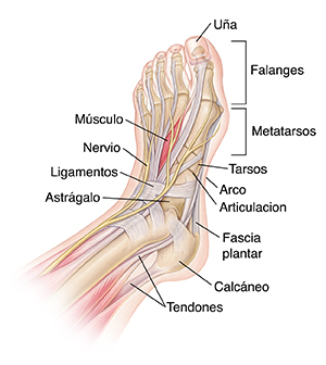 Vista superior del pie que muestra los músculos, los huesos, los tendones, los ligamentos y los nervios. 
