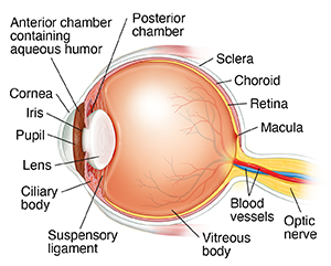 Side view cross section of eye anatomy.