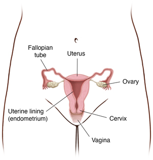 Front view of female pelvis showing cross section of uterus, ovaries, and fallopian tubes.