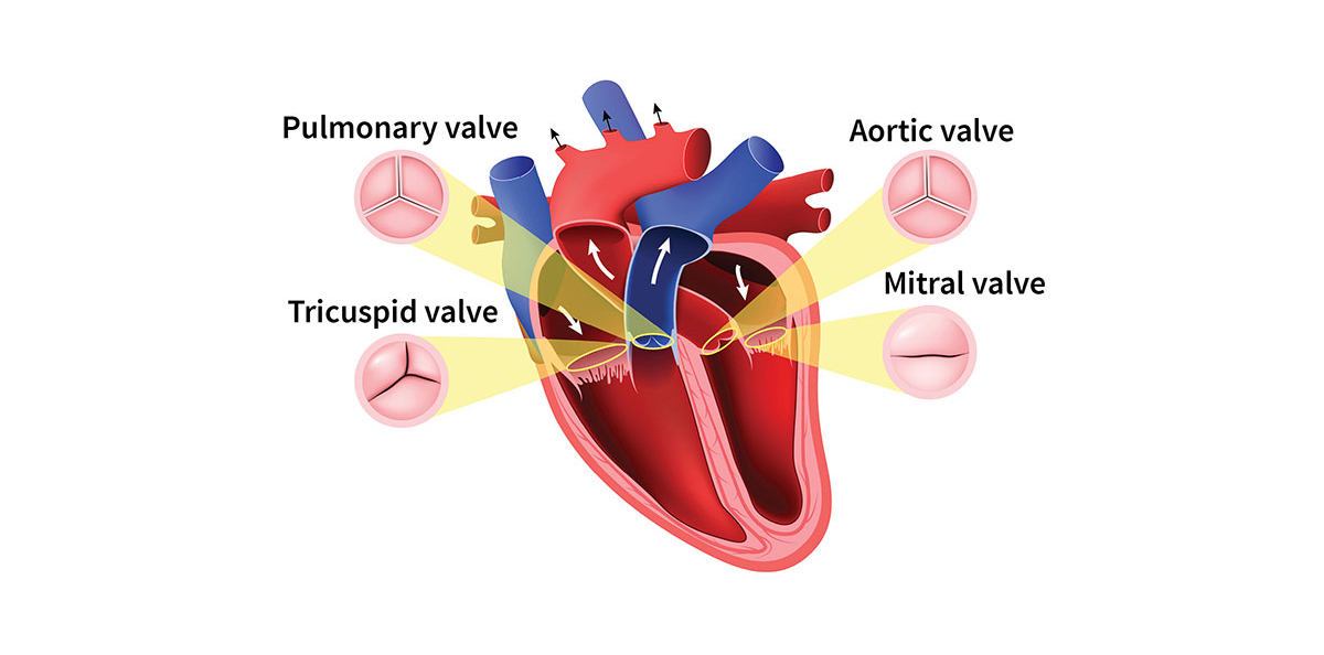 Image of heart and its valves