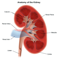 Illustration of Kidney - Click to View Larger