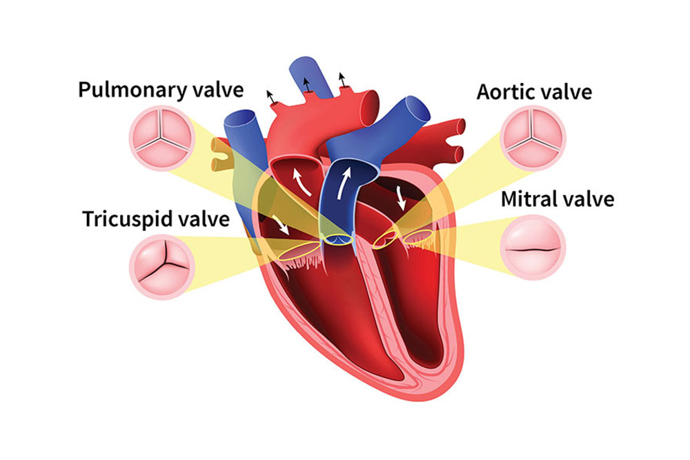 Graphic showing the valves of the heart