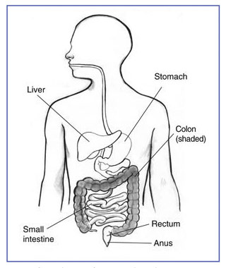 Diagram of the Digestive Tract