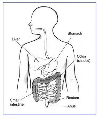 Diagram of GI tract