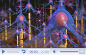 Launch Alzheimer's Disease Animation