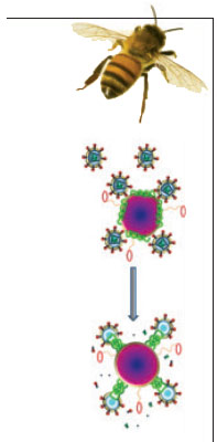 Bee Venom used to kill HIV