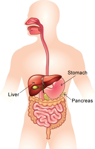 Pancreas and digestive tract