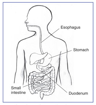 Diagram of Digestive Tract